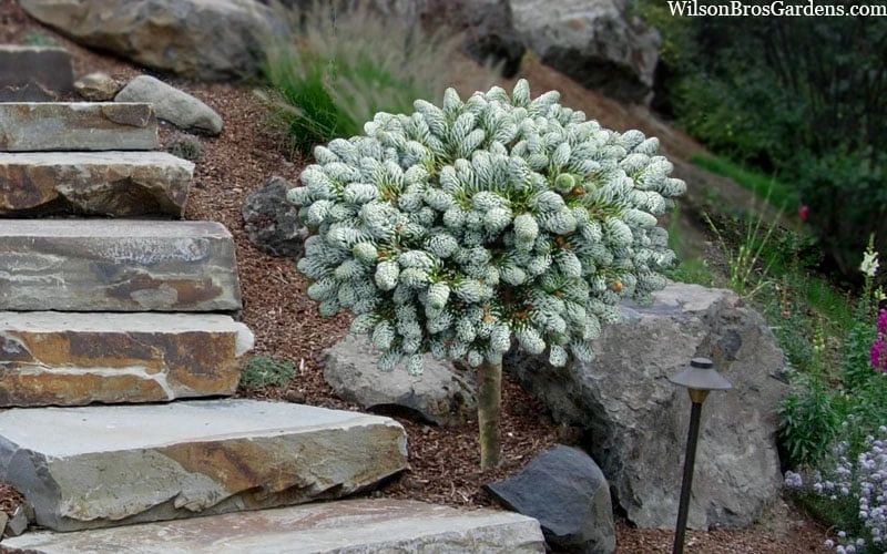 Ice Breaker Korean Fir (Single Trunk Topiary) - 3 Gallon Pot 7 Ice Breaker Korean Fir (Single Trunk Topiary) - 3 Gallon Pot - Image 5