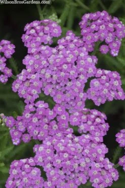 Firefly Amethyst Yarrow (Achillea) - 1 Gallon Pot -Cheap PLANTS Store achillea firefly amethyst yarrow 22