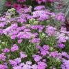 Firefly Amethyst Yarrow (Achillea) - 1 Gallon Pot -Cheap PLANTS Store achillea firefly amethyst yarrow 23
