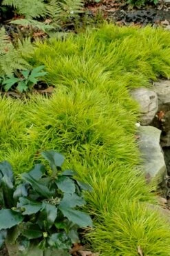 Dwarf Golden Sweet Flag - Acorus Gramineus 'Minimus Aureus' - 18 Count Flat Of Pint Pots 11 Dwarf Golden Sweet Flag - Acorus Gramineus 'Minimus Aureus' - 18 Count Flat Of Pint Pots -Cheap PLANTS Store acorus gramineus minnimus aurea dwarf golden sweet flag 101 1