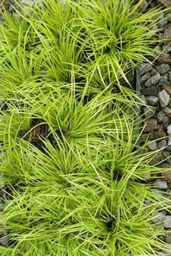 Dwarf Golden Sweet Flag - Acorus Gramineus 'Minimus Aureus' - 18 Count Flat Of Pint Pots 13 Dwarf Golden Sweet Flag - Acorus Gramineus 'Minimus Aureus' - 18 Count Flat Of Pint Pots -Cheap PLANTS Store acorus gramineus minnimus aurea dwarf golden sweet flag 105 1