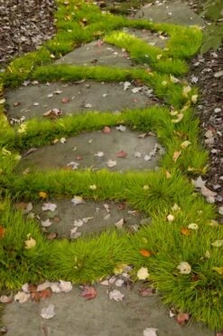 Dwarf Golden Sweet Flag - Acorus Gramineus 'Minimus Aureus' - 18 Count Flat Of Pint Pots 12 Dwarf Golden Sweet Flag - Acorus Gramineus 'Minimus Aureus' - 18 Count Flat Of Pint Pots -Cheap PLANTS Store acorus gramineus minnimus aurea dwarf golden sweet flag 106 1