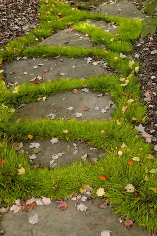 Dwarf Golden Sweet Flag - Acorus Gramineus 'Minimus Aureus' - 18 Count Flat Of Pint Pots 7 Dwarf Golden Sweet Flag - Acorus Gramineus 'Minimus Aureus' - 18 Count Flat Of Pint Pots - Image 5