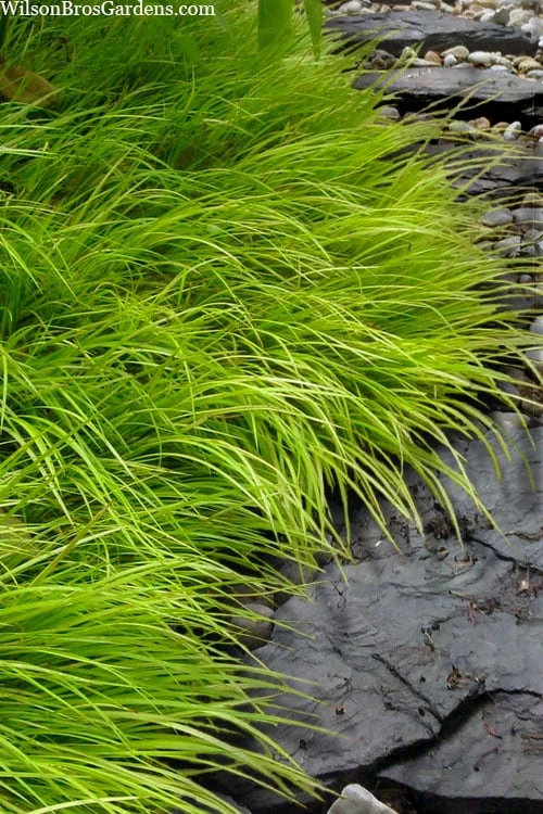 Dwarf Golden Sweet Flag - Acorus Gramineus 'Minimus Aureus' - 18 Count Flat Of Pint Pots 3 Dwarf Golden Sweet Flag - Acorus Gramineus 'Minimus Aureus' - 18 Count Flat Of Pint Pots