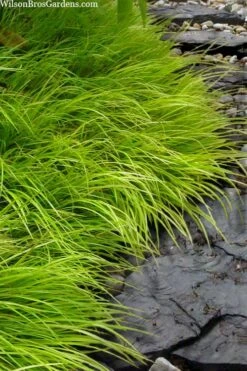 Dwarf Golden Sweet Flag - Acorus Gramineus 'Minimus Aureus' - 10 Pack Of Pint Pots