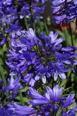 Ever Sapphire Agapanthus - Lily Of The Nile - 1 Gallon Pot -Cheap PLANTS Store agapanthus ever sapphire 500x750 1