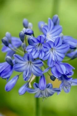 Little Galaxy Agapanthus (Lily Of The Nile) - 1 Gallon Pot 9 Little Galaxy Agapanthus (Lily Of The Nile) - 1 Gallon Pot -Cheap PLANTS Store agapanthus little galaxy lily of the nile 3