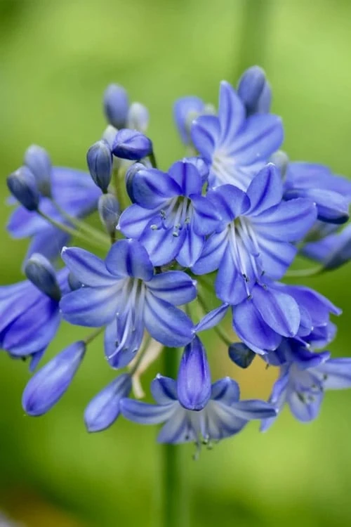 Little Galaxy Agapanthus (Lily Of The Nile) - 1 Gallon Pot 6 Little Galaxy Agapanthus (Lily Of The Nile) - 1 Gallon Pot - Image 4