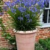 Little Galaxy Agapanthus (Lily Of The Nile) - 1 Gallon Pot -Cheap PLANTS Store agapanthus little galaxy lily of the nile 4
