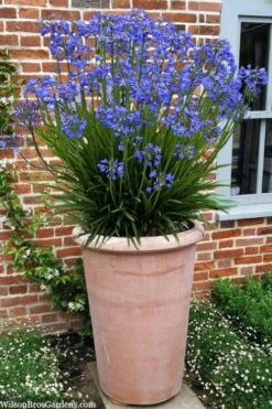 Little Galaxy Agapanthus (Lily Of The Nile) - 1 Gallon Pot