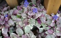 Burgundy Glow Ajuga (Bugleweed) - 6-Pack Of Pint Pots -Cheap PLANTS Store ajuga burgundy glow