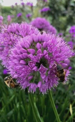 Millenium Allium (Ornamental Onion) - 1 Gallon Pot -Cheap PLANTS Store allium millenium 10