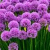 Millenium Allium (Ornamental Onion) - 1 Gallon Pot -Cheap PLANTS Store allium millenium 12