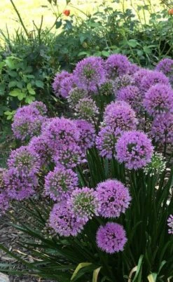 Millenium Allium (Ornamental Onion) - 1 Gallon Pot -Cheap PLANTS Store allium millenium 2