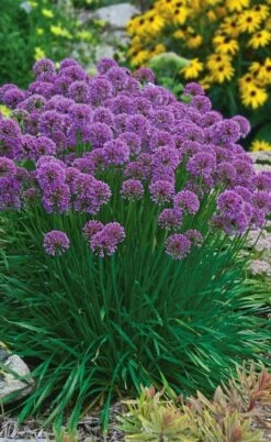 Millenium Allium (Ornamental Onion) - 1 Gallon Pot -Cheap PLANTS Store allium millenium 3