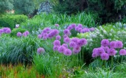 Millenium Allium (Ornamental Onion) - 1 Gallon Pot -Cheap PLANTS Store allium millenium 4
