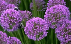 Millenium Allium (Ornamental Onion) - 1 Gallon Pot -Cheap PLANTS Store allium millenium 5