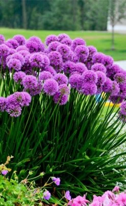 Millenium Allium (Ornamental Onion) - 1 Gallon Pot -Cheap PLANTS Store allium millenium 6