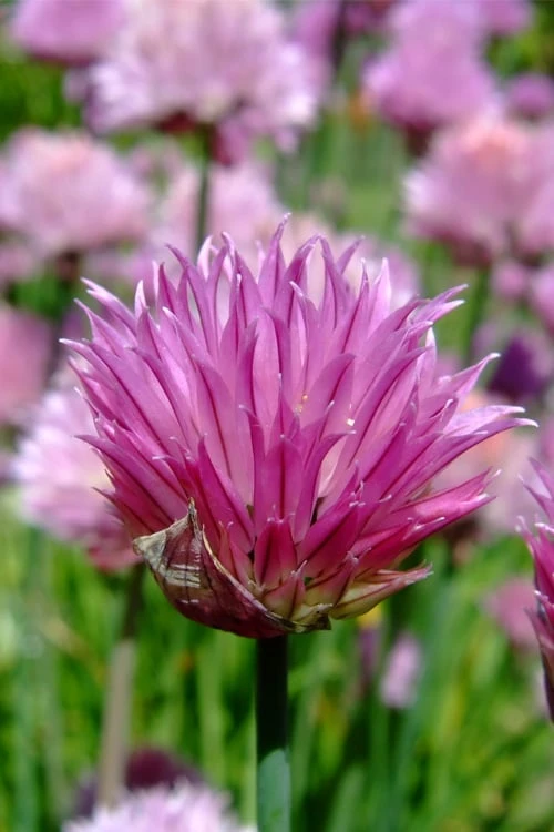 Chives Plant (Allium Schoenoprasum) - 5 Pack Of Quart Pots 8 Chives Plant (Allium Schoenoprasum) - 5 Pack Of Quart Pots - Image 6