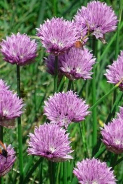 Chives Plant (Allium Schoenoprasum) - 5 Pack Of Quart Pots 12 Chives Plant (Allium Schoenoprasum) - 5 Pack Of Quart Pots -Cheap PLANTS Store allium schoenprasum chives 3