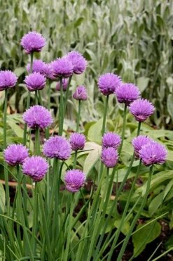 Chives Plant (Allium Schoenoprasum) - 5 Pack Of Quart Pots 11 Chives Plant (Allium Schoenoprasum) - 5 Pack Of Quart Pots -Cheap PLANTS Store allium schoenprasum chives 4