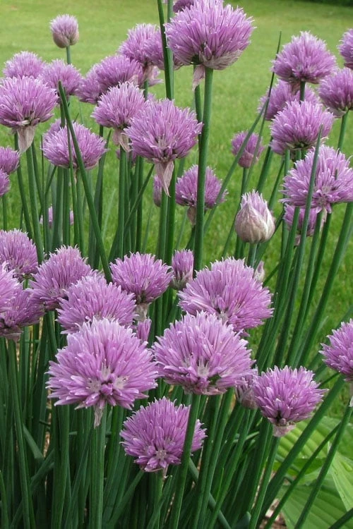 Chives Plant (Allium Schoenoprasum) - 5 Pack Of Quart Pots 3 Chives Plant (Allium Schoenoprasum) - 5 Pack Of Quart Pots
