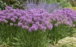 Serendipity Allium (Ornamental Onion) - 1 Gallon Pot -Cheap PLANTS Store allium serendipity 800x500 1
