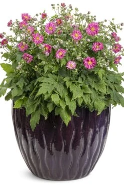 Fall In Love 'Sweetly' Anemone (Windflower) - 1 Gallon Pot 15 Fall In Love 'Sweetly' Anemone (Windflower) - 1 Gallon Pot -Cheap PLANTS Store anemone fall in love sweetly 2 500x750 1