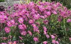 Fall In Love 'Sweetly' Anemone (Windflower) - 1 Gallon Pot 12 Fall In Love 'Sweetly' Anemone (Windflower) - 1 Gallon Pot -Cheap PLANTS Store anemone fall in love sweetly 2 800x500 1