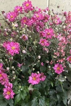 Fall In Love 'Sweetly' Anemone (Windflower) - 1 Gallon Pot 13 Fall In Love 'Sweetly' Anemone (Windflower) - 1 Gallon Pot -Cheap PLANTS Store anemone fall in love sweetly 3 500x750 1