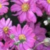 Fall In Love 'Sweetly' Anemone (Windflower) - 1 Gallon Pot -Cheap PLANTS Store anemone fall in love sweetly 500x750 1