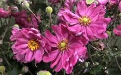 Fall In Love 'Sweetly' Anemone (Windflower) - 1 Gallon Pot 14 Fall In Love 'Sweetly' Anemone (Windflower) - 1 Gallon Pot -Cheap PLANTS Store anemone fall in love sweetly 800x500 1