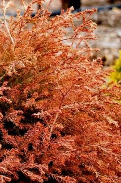 Fire Chief Arborvitae - 3 Gallon Pot -Cheap PLANTS Store arborvitae fire chief 13 1