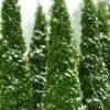 North Pole Arborvitae (Thuja) - 2 Gallon Pot -Cheap PLANTS Store arborvitae north pole 2 500x750 1