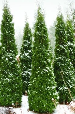North Pole Arborvitae (Thuja) - 2 Gallon Pot