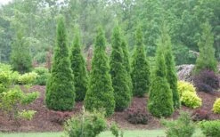 North Pole Arborvitae (Thuja) - 3 Gallon Pot -Cheap PLANTS Store arborvitae north pole 800x500 2