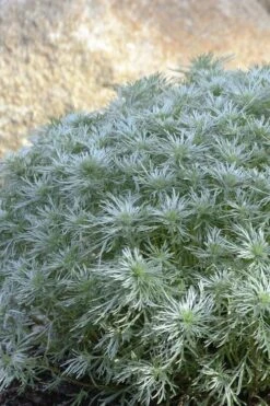 Silver Mound Artemisia - 1 Gallon Pot -Cheap PLANTS Store artemisia schmidtiana silver mound 4 1