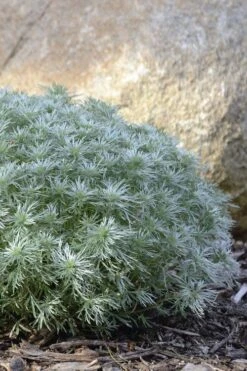 Silver Mound Artemisia - 1 Gallon Pot -Cheap PLANTS Store artemisia schmidtiana silver mound 5 1