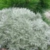 Silver Mound Artemisia - 1 Gallon Pot 2 Silver Mound Artemisia - 1 Gallon Pot -Cheap PLANTS Store artemisia schmidtiana silver mound 9 1