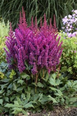 Visions In Red Astilbe - 1 Gallon