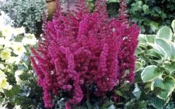 Visions In Red Astilbe - 1 Gallon -Cheap PLANTS Store astilbe visions in red 2 800x500 1