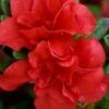 Autumn Embers Encore Azalea - 1 Gallon Pot 1 Autumn Embers Encore Azalea - 1 Gallon Pot -Cheap PLANTS Store azalea encore autumn embers 102 2