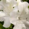 Autumn Ivory Encore Azalea - 2 Gallon Pot 1 Autumn Ivory Encore Azalea - 2 Gallon Pot -Cheap PLANTS Store azalea encore autumn ivory 2 1