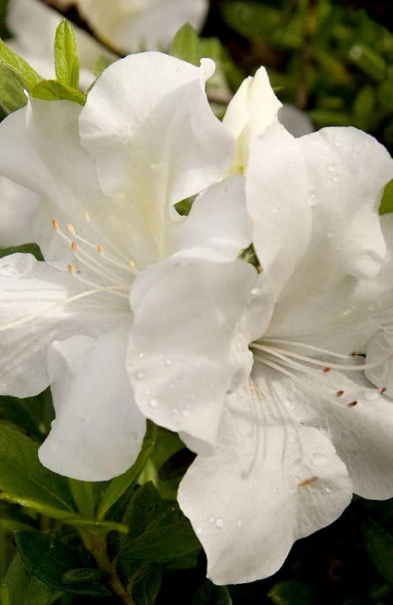 Autumn Ivory Encore Azalea - 2 Gallon Pot 3 Autumn Ivory Encore Azalea - 2 Gallon Pot