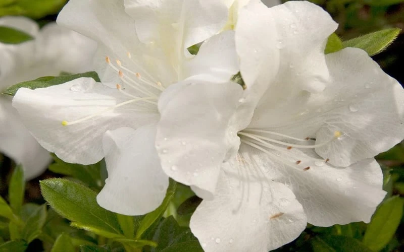 Autumn Ivory Encore Azalea - 6 Pack Of 1 Gallon Pots 7 Autumn Ivory Encore Azalea - 6 Pack Of 1 Gallon Pots - Image 5