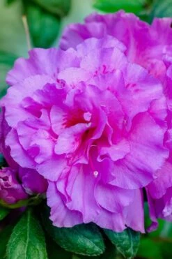 Autumn Majesty Encore Azalea - 1 Gallon Pot -Cheap PLANTS Store azalea encore autumn majesty 12