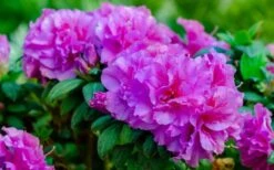 Autumn Majesty Encore Azalea - 1 Gallon Pot -Cheap PLANTS Store azalea encore autumn majesty 13