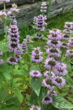 Downy Pagoda Plant (Blephilia Ciliata) - 1 Gallon Pot -Cheap PLANTS Store blephilia ciliata downy pagoda wood mint 5