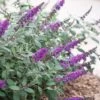 Lo & Behold Blue Chip Junior Butterfly Bush - 5 Pack Of Quart Pots -Cheap PLANTS Store buddleia blue chip junior butterfly bush 10