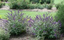 Lo & Behold Blue Chip Junior Butterfly Bush - 5 Pack Of Quart Pots -Cheap PLANTS Store buddleia blue chip junior butterfly bush 2